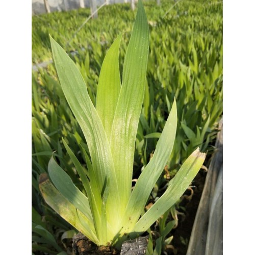 出售鳶尾，鳶尾種植基地，