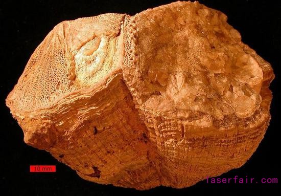化石中清晰可見淺色和深色互層（圖片來(lái)源：AGU）