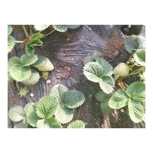 鶴崗草莓種苗價格-優(yōu)良草莓種苗當選金富友種子