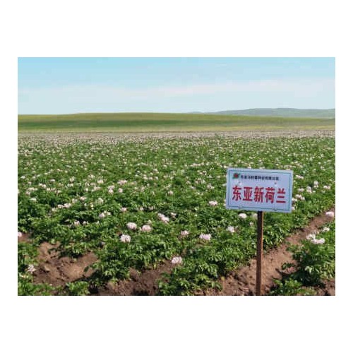 葫蘆島豇豆種子_沈陽豇豆種子專業(yè)供應商
