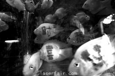魚(yú)的身上文了字